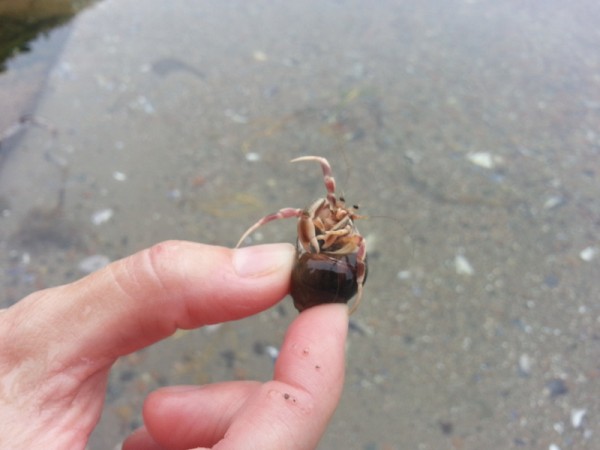 Hermit Crab