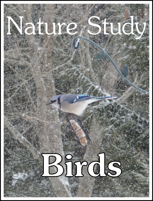 Nature Study ~ Birds - Home Schoolroom