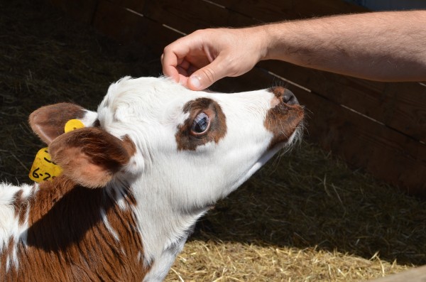 Jo-Jo the Calf